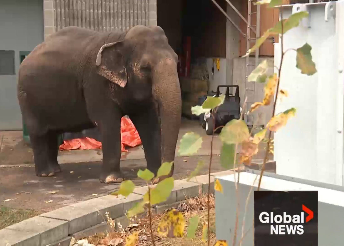 Innovative NanoSALV Catalytic helping animals heal at Edmonton Zoo including 50-year-old Elephant Lucy