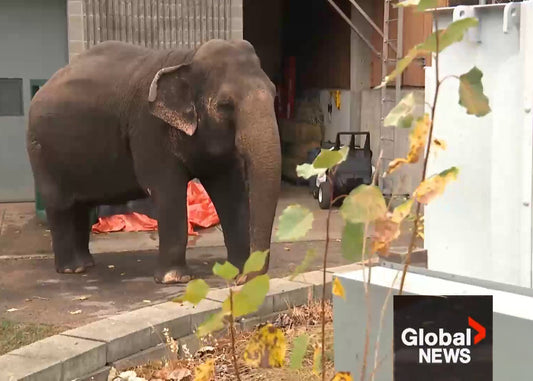 Innovative NanoSALV Catalytic helping animals heal at Edmonton Zoo including 50-year-old Elephant Lucy