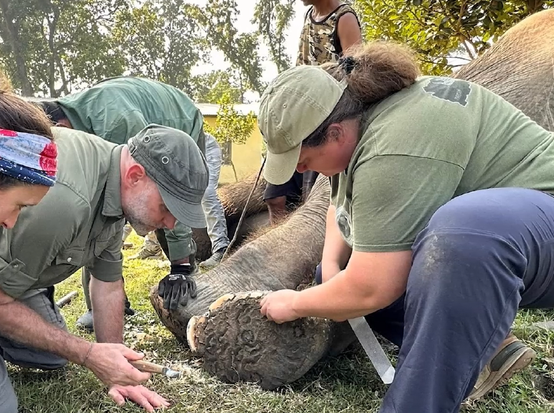 Elephant Expert Mike McClure on healing elephants with NanoSALV Catalytic